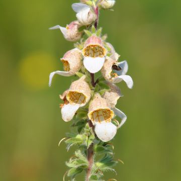 Digitalis lanata Café Crème - Wollig vingerhoedskruid