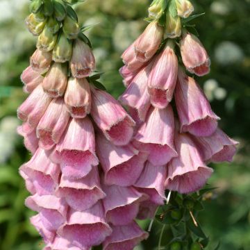 Digitalis mertonensis Summer King - Vingerhoedskruid