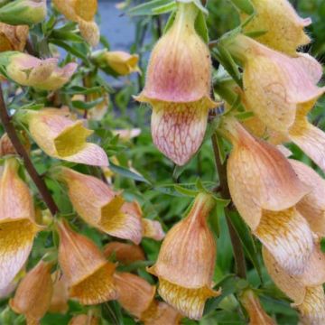 Digitalis Spice Island - Vingerhoedskruid