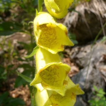 Digitalis ciliata - Vingerhoedskruid