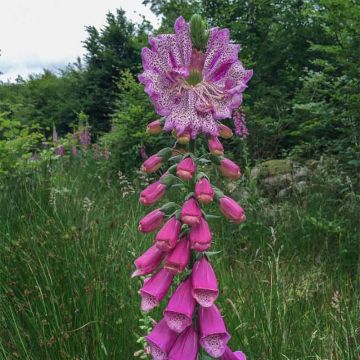 Digitalis purpurea Monstrosa - Vingerhoedskruid