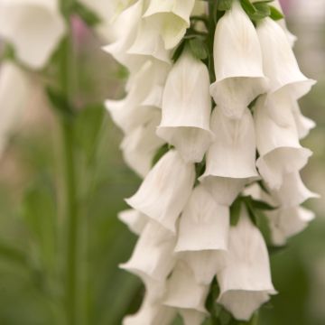 Digitalis purpurea Snow Thimble - Vingerhoedskruid