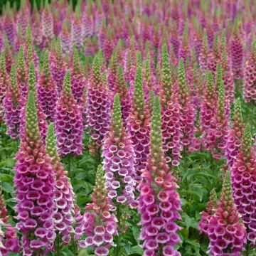 Digitalis purpurea Candy Mountain (zaad) - Vingerhoedskruid