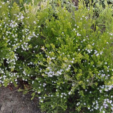Diosma hirsuta Sunset Gold - Confettistruik