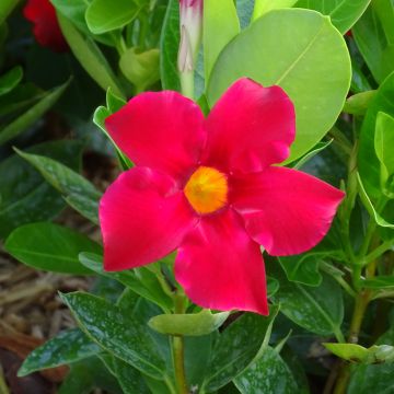 Dipladenia BELLA Compact Rood - Mandevilla