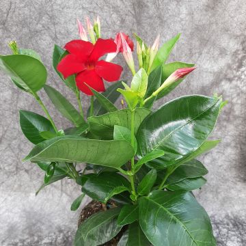 Dipladenia Diamantina Jade XXL Rood - Mandevilla