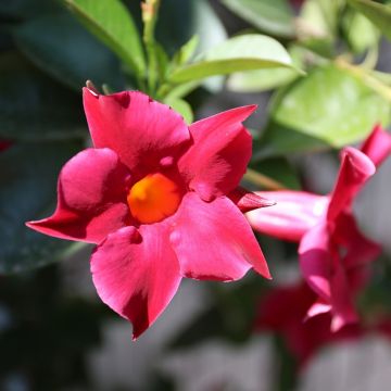 Dipladenia Diamantina Tourmaline fuchsia intense - Mandevilla