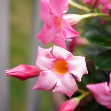 Dipladenia Diamantina Jade Roze - Mandevilla