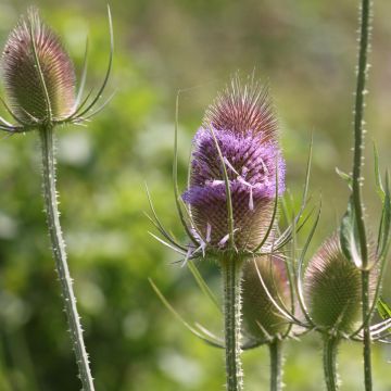 Dipsacus sylvestris (zaad) - Grote kaardebol