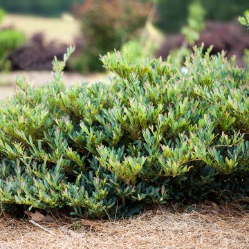 Distylium Cinnamon Girl - Winter toverhazelaar