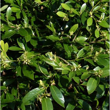 Distylium Emerald Heights - Winter toverhazelaar