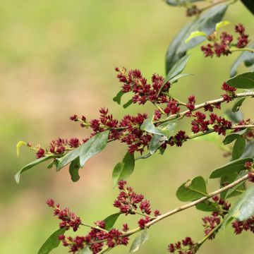 Distylium racemosum - Winter toverhazelaar