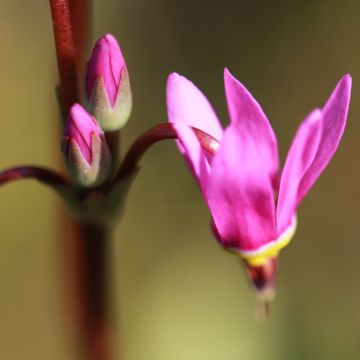 Dodecatheon jeffreyi Rotlicht - Twaalfgodenkruid