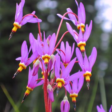 Dodecatheon pulchellum Red Wings - Twaalfgodenkruid