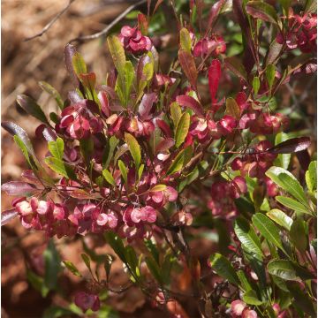 Dodonaea viscosa Purpurea - Kleverige hopstruik