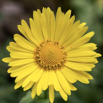 Doronicum pardalianches - Hartbladzonnebloem