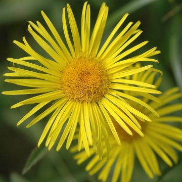 Doronicum orientale Finesse - Voorjaarszonnebloem