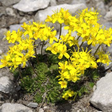 Draba aizoides - Geel hongerbloempje