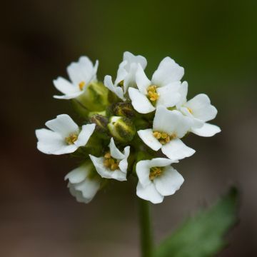 Draba sakurai - Hongerbloempje