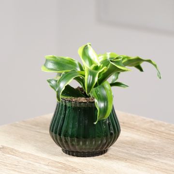 Dracaena fragrans Dragontree Tornado - Drakenbloedboom