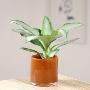 Dracaena Hawaii - Drakenbloedboom