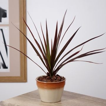 Dracaena reflexa var. angustifolia Magenta - Drakenbloedboom