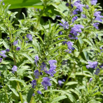 Drakenkop - Dracocephalum moldavica