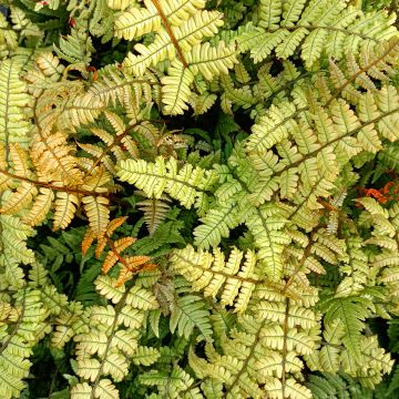 Dryopteris lepidopoda - Zonsondergangvaren