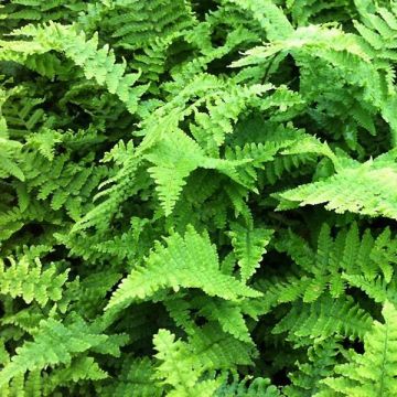 Dryopteris affinis Crispa - Geschubde mannetjesvaren
