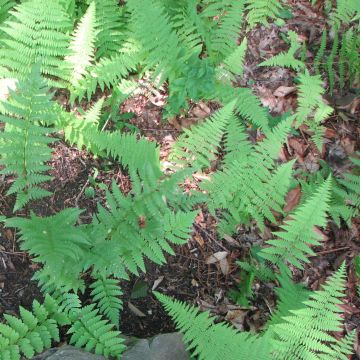 Dryopteris clintoniana - Niervaren