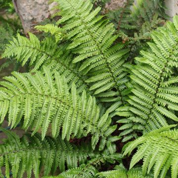 Dryopteris kuratae - Niervaren