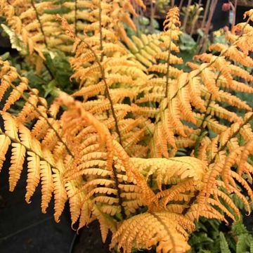Dryopteris wallichiana Jurassic Gold - Zwarte schubvaren