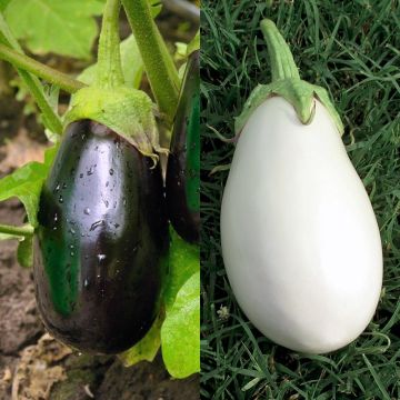 Duo-collectie van 2 geënte aubergineplanten
