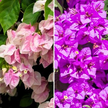 Duo Bougainvillea's
