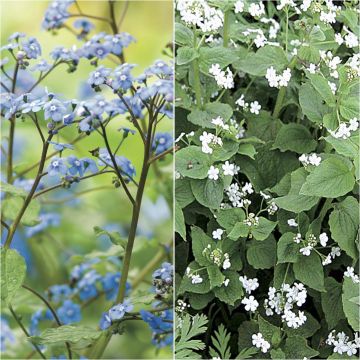 Duo Brunnera wit blauw