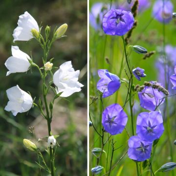 Duo Klokjesbloemen met blauwe en witte perzikbloemen