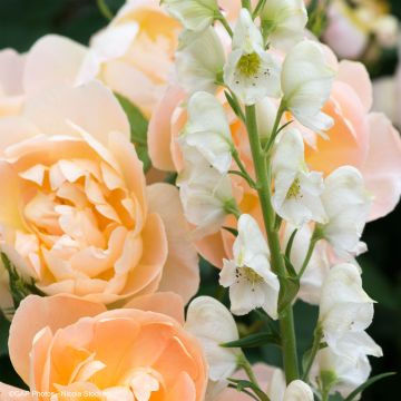 Fris Duo - Rozestruik en Monnikskap