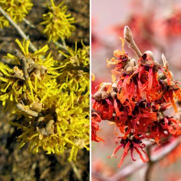 Duo Hamamelis - Toverhazelaar geel en rood