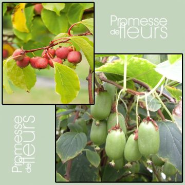 # Duo Siberische Kiwi 'Ken's Red' (vrouwelijk) + 'Issai' (bestuiver)