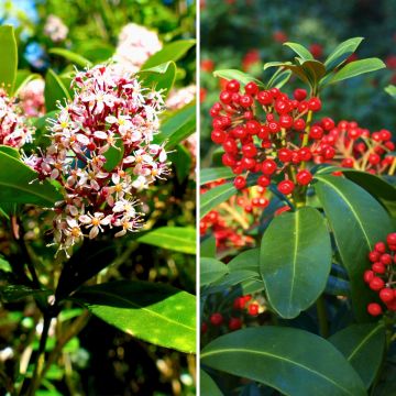 Skimmia Duo (mannelijk en vrouwelijk)