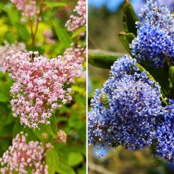 Duo winterharde zomerceanothe roos en blauw