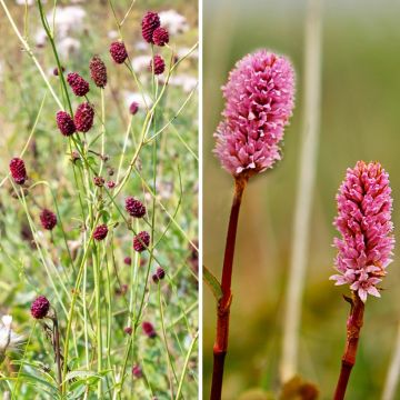 Duo Pimpernel - Sanguisorba's