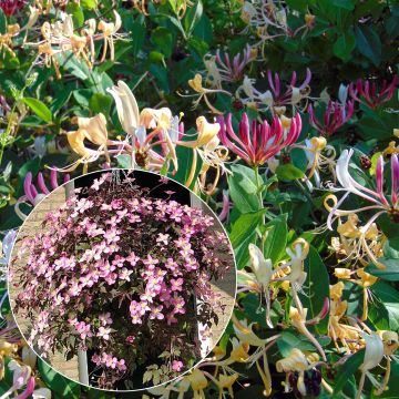 Lentekoppel - Collectie Clematis en Kamperfoelie