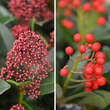 Skimmia Duo (mannelijk en vrouwelijk)