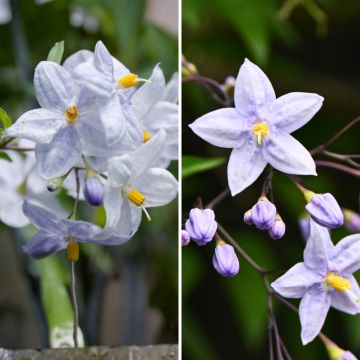 Duo Solanum jasminoides - siernachtschade