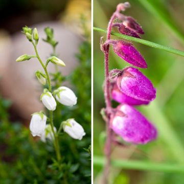 Duo Daboecia - Ierse heide