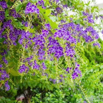 Duranta repens - Stoute jongens