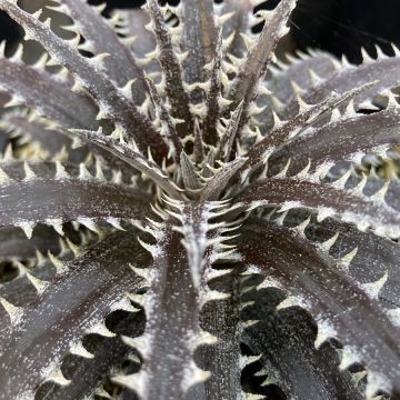 Dyckia Brittle Star - Stekelbromelia