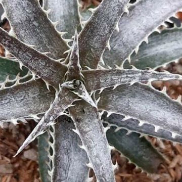 Dyckia Pale Rider - Stekelbromelia
