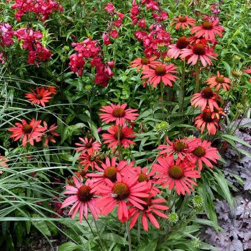 Echinacea purpurea Prima Ruby - Rode zonnehoed
